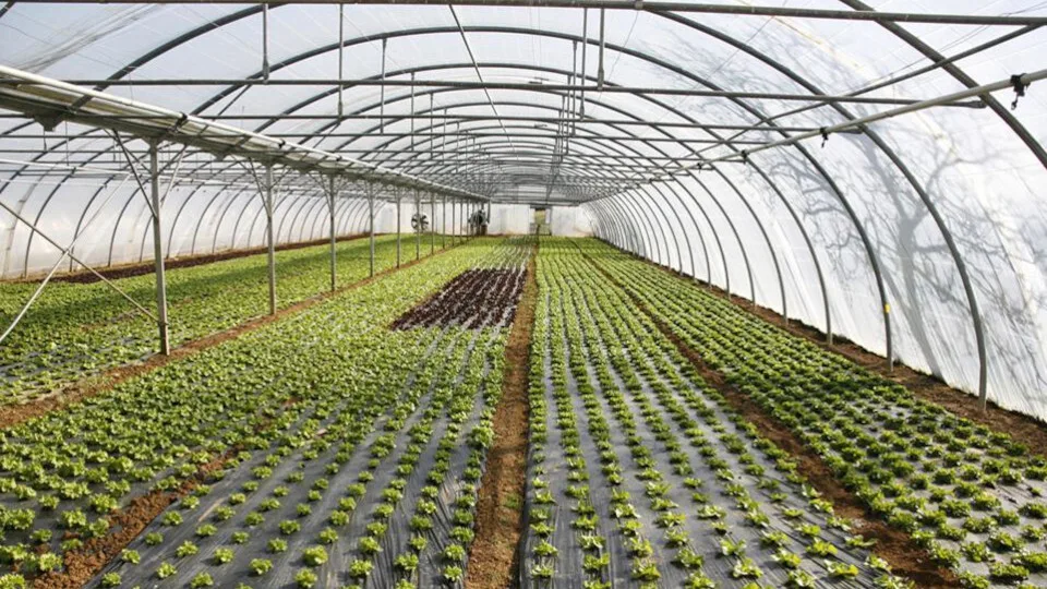 Ο Συνεργατικός «Κόμβος Θερμοκηπίων» στηρίζει ολιστικά αγρότες, συνεργατικά σχήματα και επιχειρήσεις