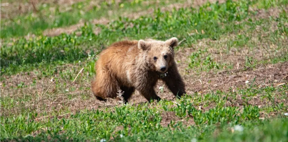 Η Lidl Ελλάς στήριξε την επανένταξη της μικρής αρκούδας Μάρθας στη φύση, σε συνεργασία με τον ΑΡΚΤΟΥΡΟ