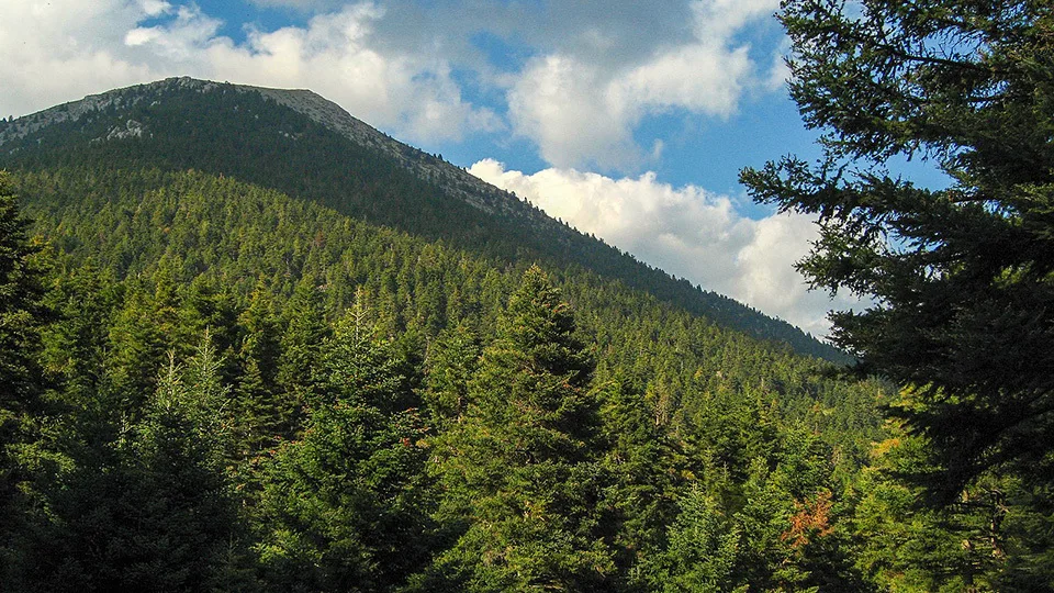 Τα κουρασμένα δάση