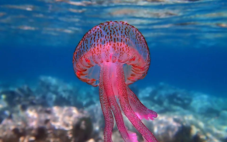 Οχτώ χρήσιμες οδηγίες του Ε.Ε.Σ. για την αντιμετώπιση τσιμπήματος από μωβ μέδουσα