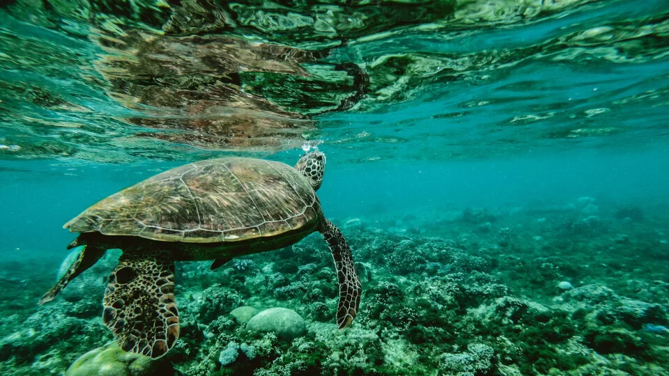 ΕΕ: Επένδυση 116 εκατ. ευρώ σε 13 έργα για την αποκατάσταση των ωκεανών και των υδάτων