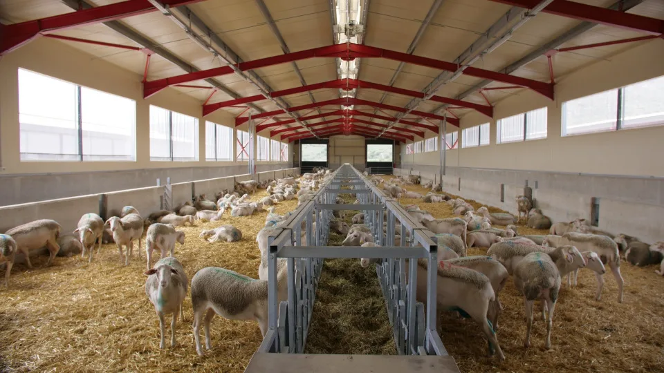 Ο Περιφερειάρχης Θεσσαλίας καλεί το ΥΠΑΑΤ να υιοθετήσει το μοντέλο του μοριακού ελέγχου στο σάλιο για την ευλογιά των αιγοπροβάτων