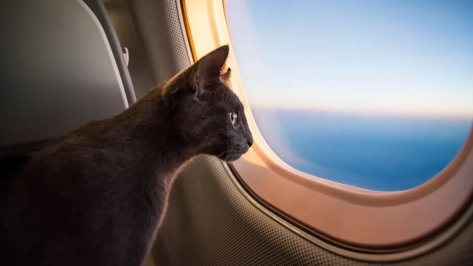Ποιες οι καλύτερες και οι χειρότερες αεροπορικές εταιρείες της Ευρώπης για ταξίδια με κατοικίδια ζώα το 2025