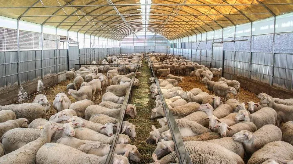 Επιστολή περιφερειάρχη Θεσσαλίας στον πρωθυπουργό - Οχτώ προτεινόμενοι τρόποι στήριξης της ελληνικής κτηνοτροφίας