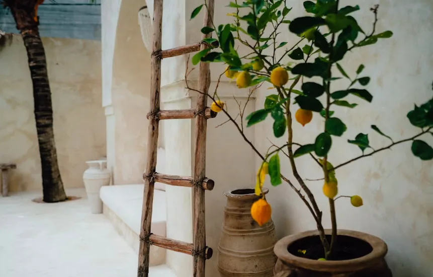 Μήπως να επαναφέρουμε στα σπίτια μας τις λεμονιές;