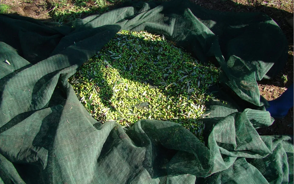 Η Αρετή Σουγκάρη του Maison d’ Olive μοιράζεται μυστικά γεύσης και γνώσης του ελληνικού ελαιόλαδου