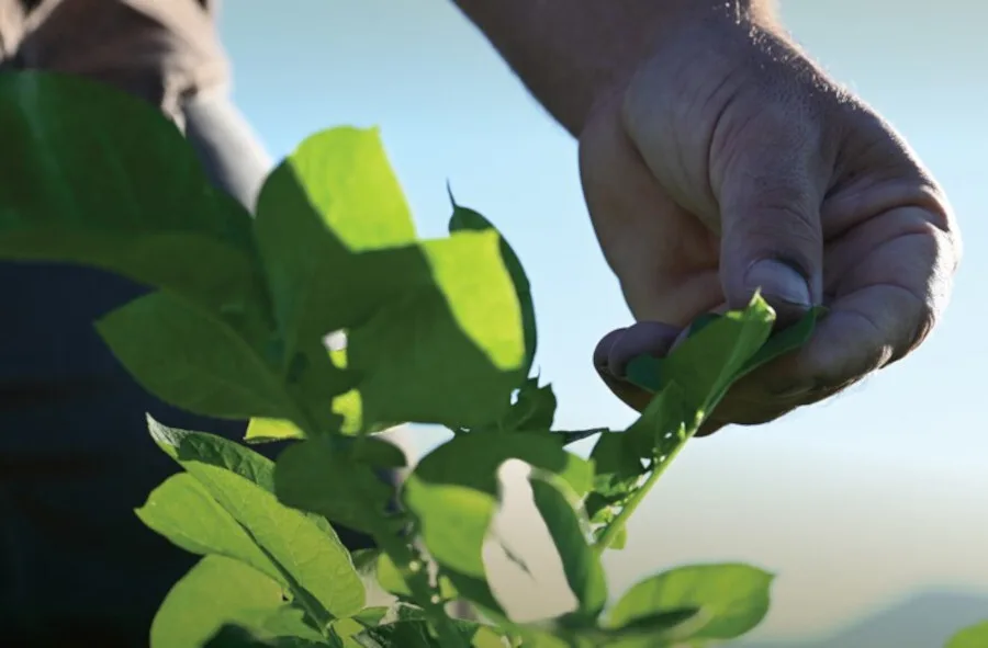Νέα πειραματικά αγροτεμάχια στο πλαίσιο του Έργου «Γεωργία με Ευφυΐα»