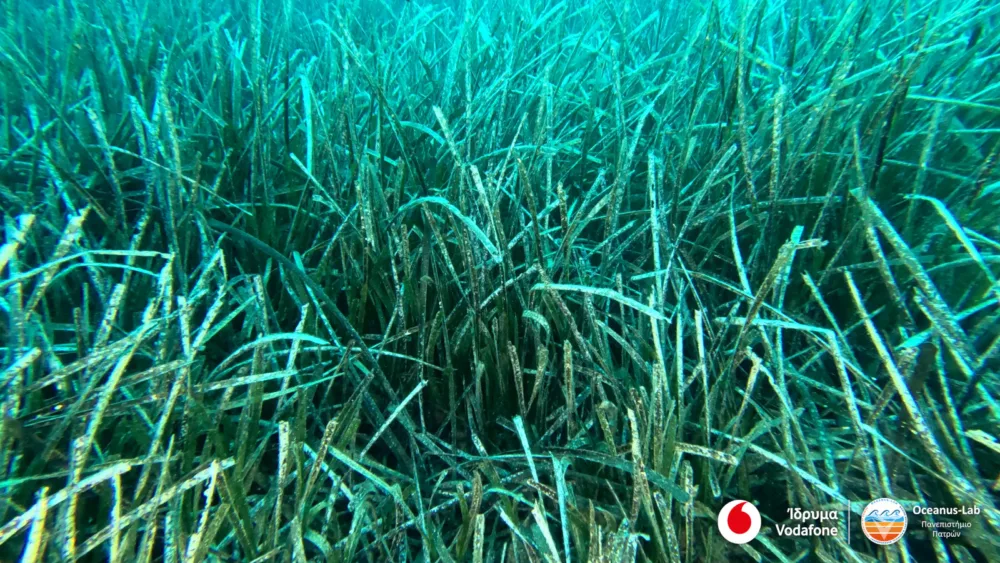 Vodafone Posidonia: Χαρτογραφήθηκαν τα λιβάδια Ποσειδωνίας σε Ανατ. Πελοπόννησο & Αργοσαρωνικό