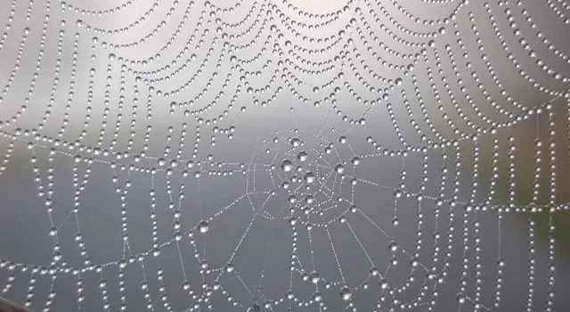 Μην αφήνετε την επιχείρησή σας να "αραχνιάσει"