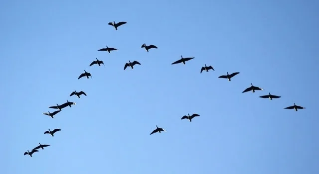 Αληθινή Ηγεσία