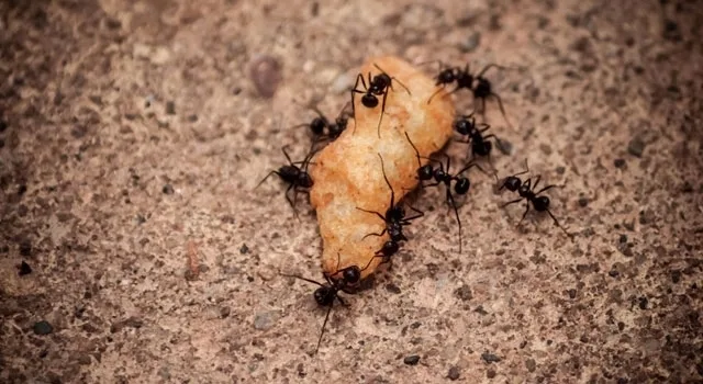 Υπάρχει η τέλεια συνταγή για ομαδικότητα με υψηλή αποδοτικότητα;