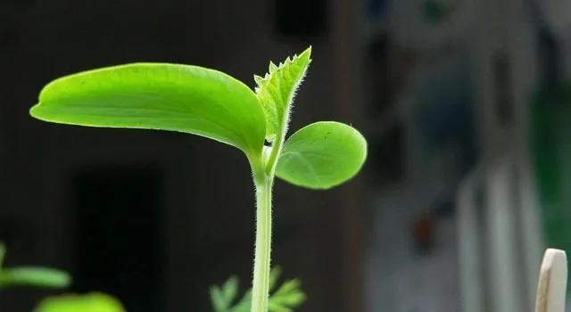 7 Βήματα για τη δημιουργία μιας βιώσιμης επιχείρησης