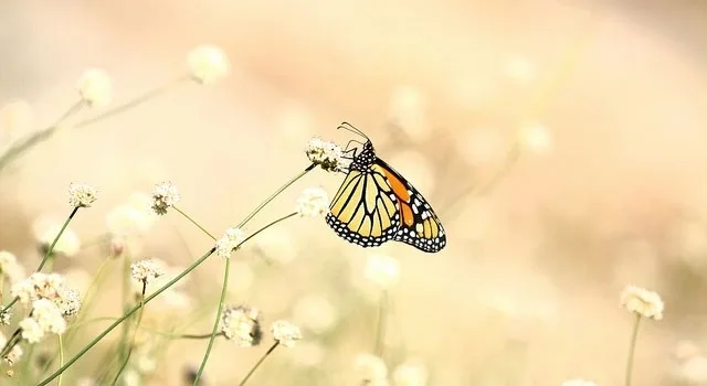 Φύση και Επιχειρείν