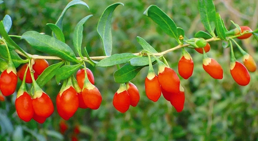 Yπερτροφές: Tα διαμάντια της ελληνικής γης