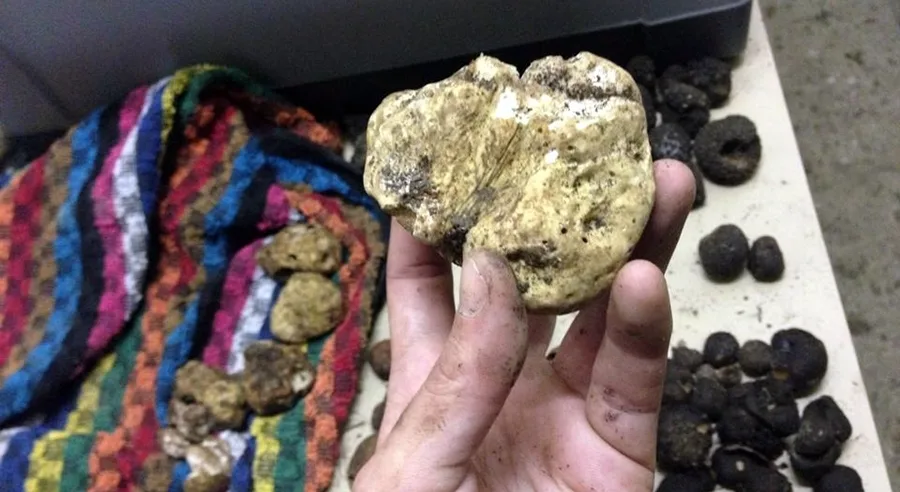 Καλλιεργώντας την τροφή των θεών