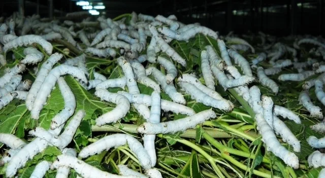 Στο δρόμο του μεταξιού της οικογένειας Τσιακίρη