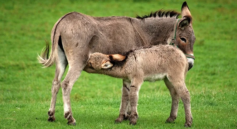 Το περιζήτητο γάλα γαιδούρας από τη φάρμα Τσιχουρίδη