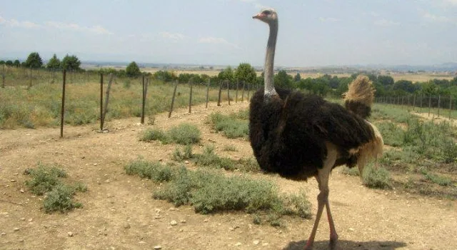 Μακεδονική Φάρμα Στρουθοκαμήλων: Η πρώτη στο είδος της στην Ελλάδα