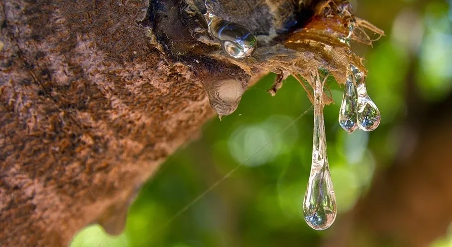 Μαστίχα: To "δάκρυ" του Θέου κατακτά τις παγκόσμιες αγορές