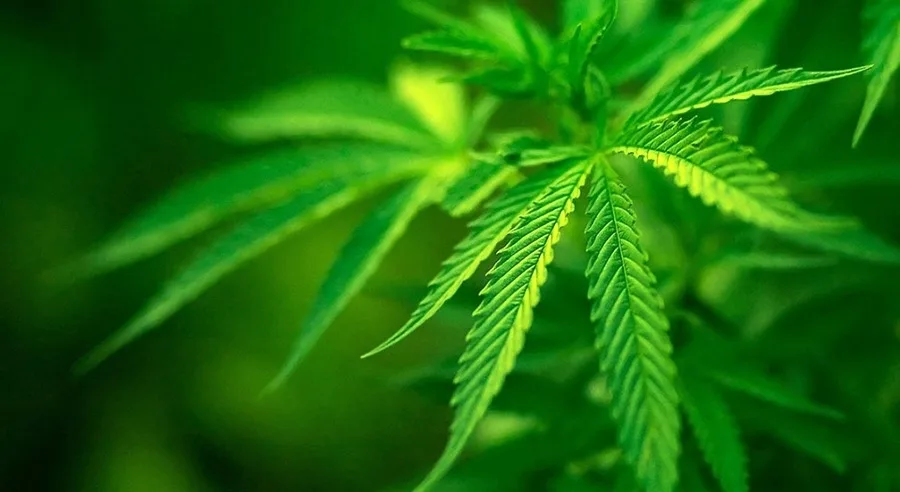 Κάνναβη, το παρεξηγημένο φυτό με τις πολλές χρήσεις