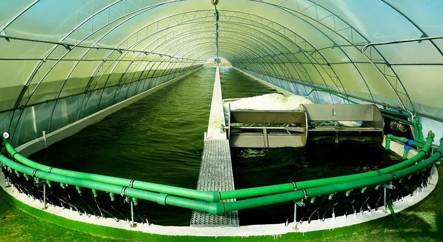 H Σπιρουλίνα Νιγρίτας στις παγκόσμιες αγορές