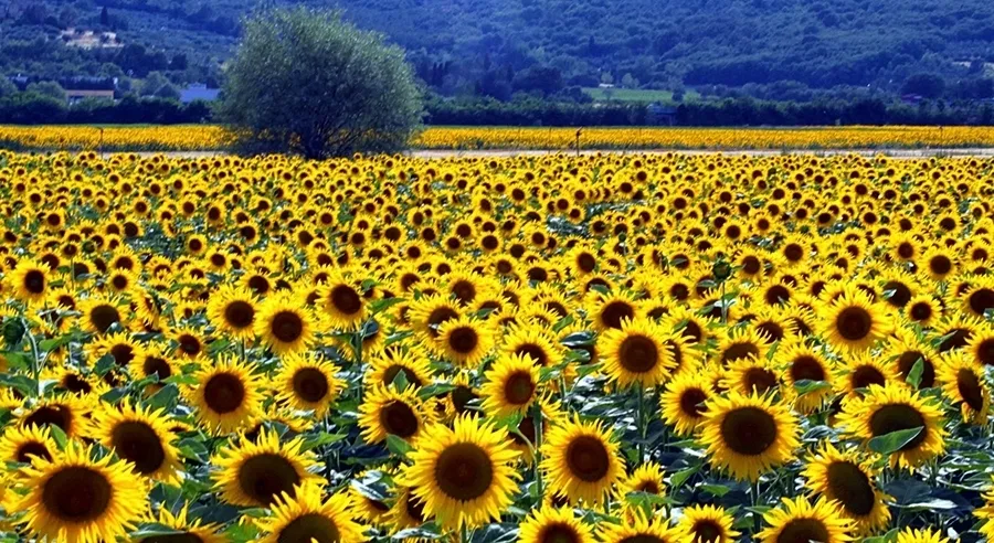 Ηλίανθος: Εξασφαλίζει σταθερό εισόδημα με χαμηλό κόστος επένδυσης