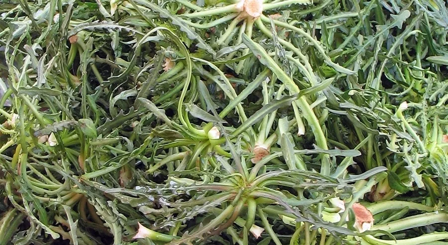 Σταμναγκάθι: Ο “βασιλιάς” των άγριων χόρτων σε γεύση και κέρδη