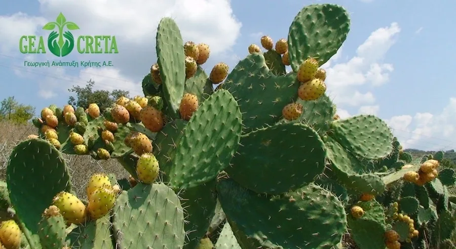 Η Gea Creta επενδύει στην παραγωγή φραγκόσυκου μέσω της συμβολαιακής γεωργίας