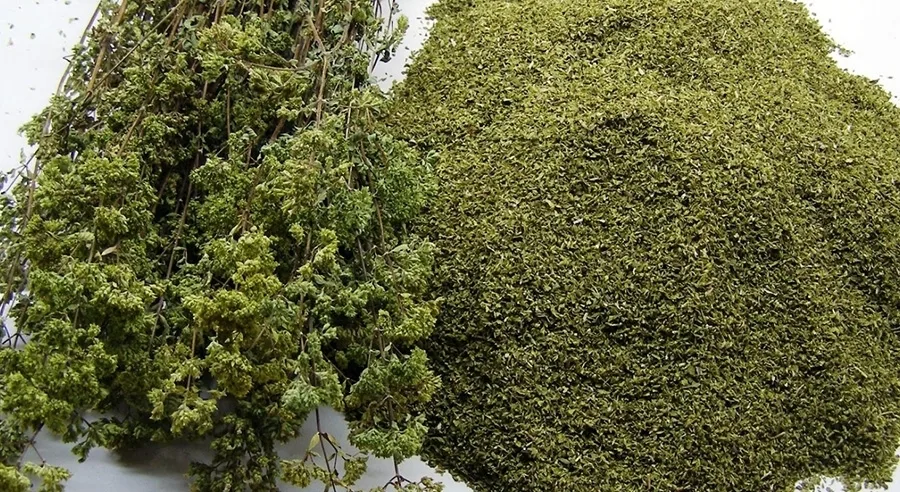 Ρίγανη: Μία καλλιέργεια με αξιόλογες αποδόσεις και θεραπευτικές ιδιότητες