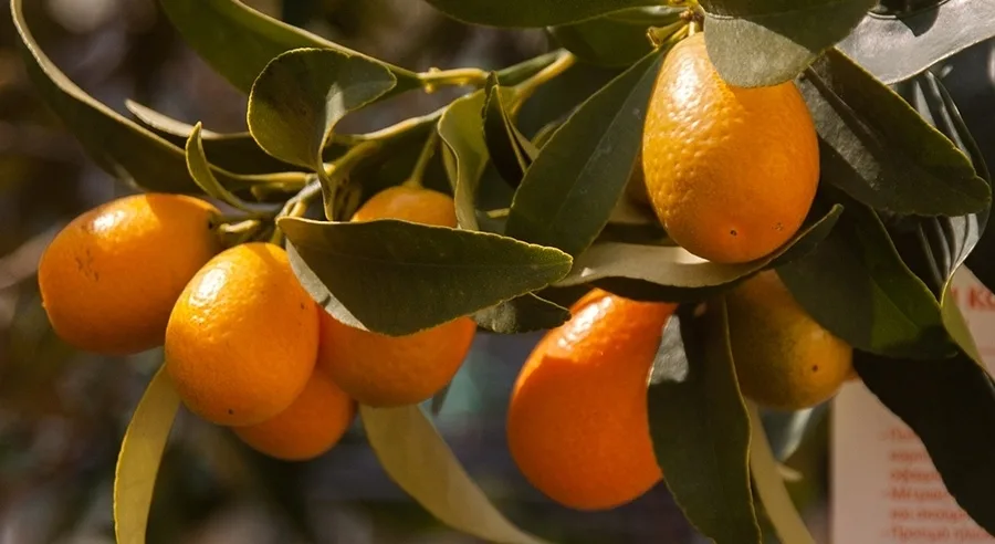 «Γλυκές δημιουργίες» κουμ κουάτ από την κερκυραϊκή επιχείρηση Μαυρομάτης