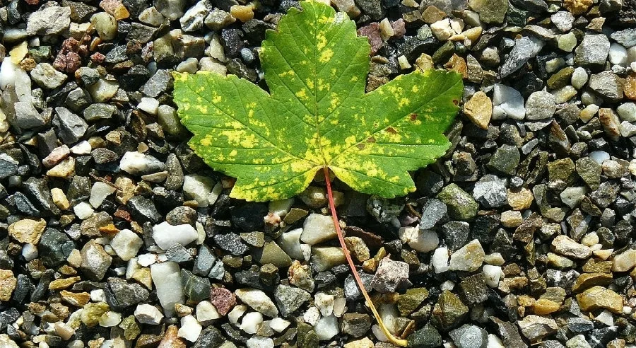 Κάν' το όπως η Walmart: Από τον καταναλωτισμό στη βιώσιμη ανάπτυξη