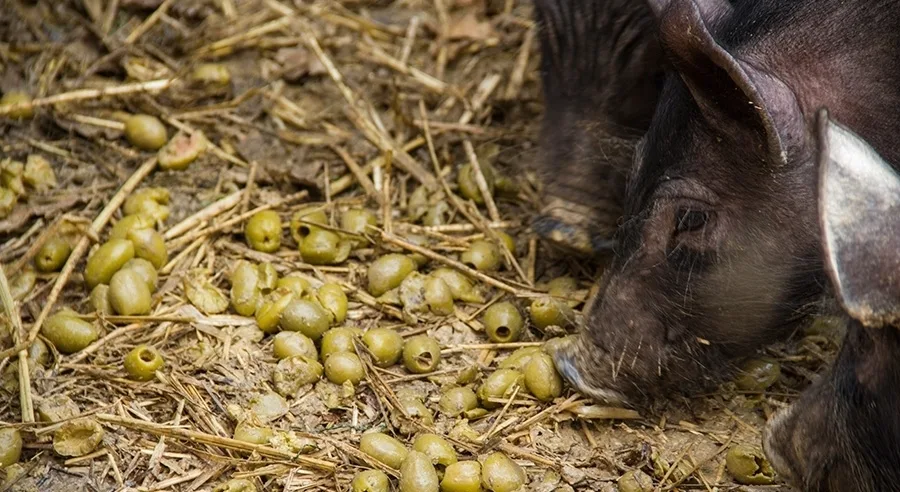 Ο μαύρος χοίρος της Φάρμας Φωτιάδη παγκόσμια καινοτομία στην υγιεινή του κρέατος
