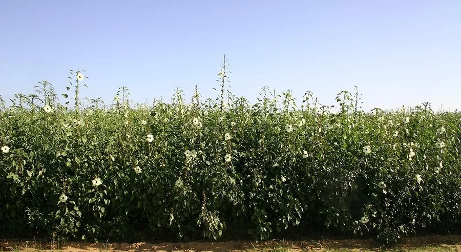 Κενάφ: Πολλά υποσχόμενο «χαρτί» στα χέρια των αγροτών