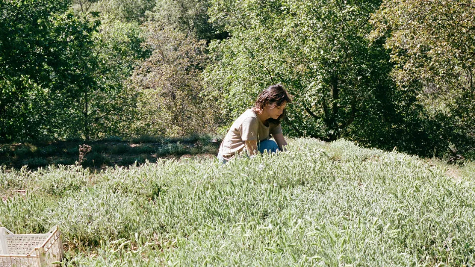 Daphnis and Chloe: Η γεύση της εξωστρέφειας