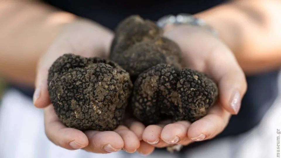 1η Πανελλήνια Γιορτή Τρούφας στην Καλαμπάκα 8 με 11 Ιουνίου